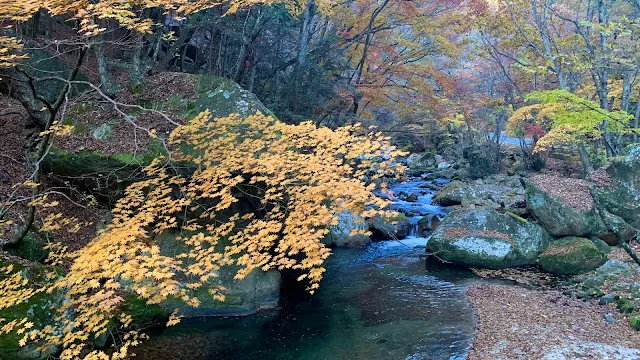 日本庭園のように紅葉が綺麗な増富ラジウムライン | 山梨県 北杜市